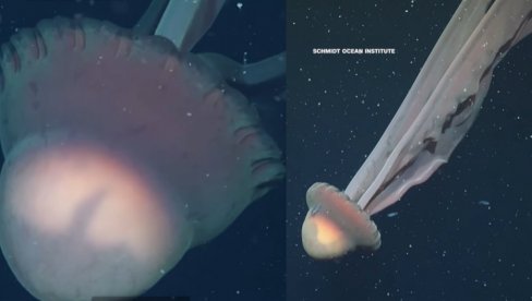 ШОК: Откривена фантомска медуза величине аутобуса - краци дуги 9 метара! Нађен и ПРВИ УГИНУЛИ кит на морском дну (ВИДЕО)
