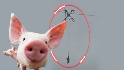 STOČARE, ŠTA TO URADI: Zašto je vezao prase za dron? Čitavo selo ostalo bez struje (VIDEO)