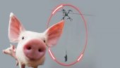 STOČARE, ŠTA TO URADI: Zašto je vezao prase za dron? Čitavo selo ostalo bez struje (VIDEO)