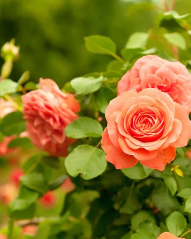 5 ДОМАЋИХ ЂУБРИВА ЗА РУЖЕ: Поспите их током фебруара и биће прелепе на пролеће