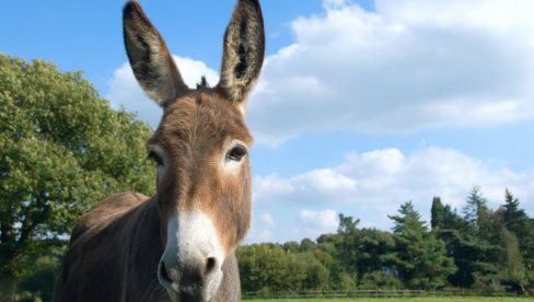 НЕ, НИЈЕ МАГАРЕ: Да ли знате како се зове младунче магарца? 90% људи изненади тачан назив