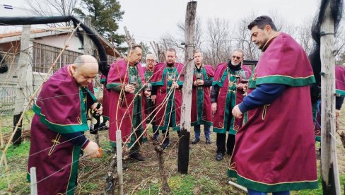VINSKI RED „STEVA PISAR“ OBELEŽIO SVETOG TRIFUNA: U Paraćinu prvo orezivanje vinove loze ove godine (FOTO)