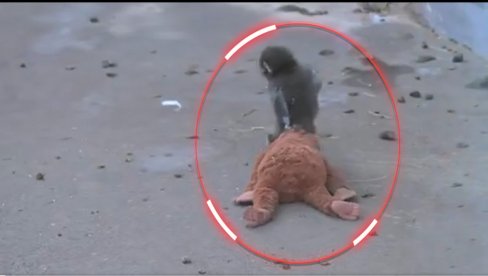 SVET PLAČE ZBOG SNIMKA: Majmun ostavljen na rođenju - surova odluka majmunice, našao mamu u plišanoj igračci