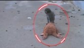 СВЕТ ПЛАЧЕ ЗБОГ СНИМКА: Мајмунче остављено на рођењу - сурова одлука мајмунице, нашао маму у плишаној играчци
