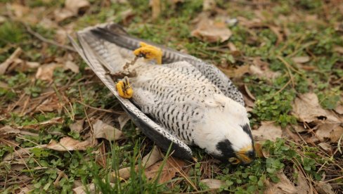 УНИШТАВАЈУ И ЧИТАВА СТАНИШТА ДЗППС упозорава: Због нелегалних активности, страдају и птице и животиње (ФОТО)