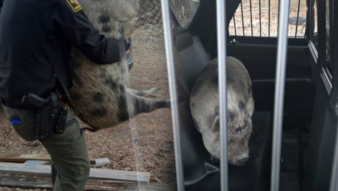 Policija UHAPSILA svinju! U ime zakona - imate pravo da ćutite, sve što kažete može biti upotrebljeno protiv vas... (VIDEO)