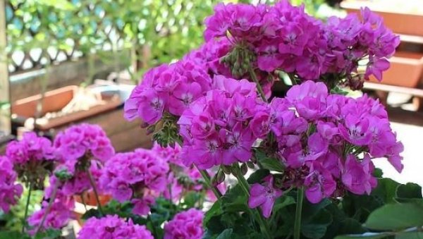 НАЈЗАХВАЛНИЈЕ БАЛКОНСКО ЦВЕЋЕ: 5 биљака које не захтевају готово никакву негу