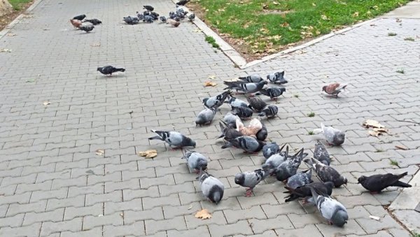 ИЗАБРАН ИЗВОЂАЧ: За растеривање птица штеточина 1,56 милиона