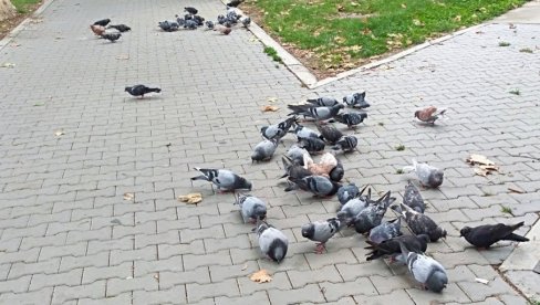 IZABRAN IZVOĐAČ: Za rasterivanje ptica štetočina 1,56 miliona