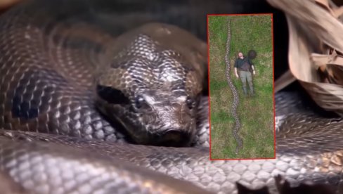 НАЈВЕЋА ИКАД: Научни открили чудовишно велику ЗМИЈУ (ВИДЕО)