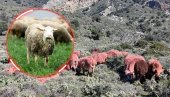 ПОЈАВИЛЕ СЕ ЦРВЕНЕ ОВЦЕ: Шок сцена на Криту, туристи шокирани - ево о чему се заправо ради (ВИДЕО)