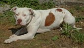 PITBUL PRESKOČIO OGRADU, UBIO PSA, PA NASRNUO NA VLASNIKA: Horor u Knjaževcu - Policija odmah reagovala