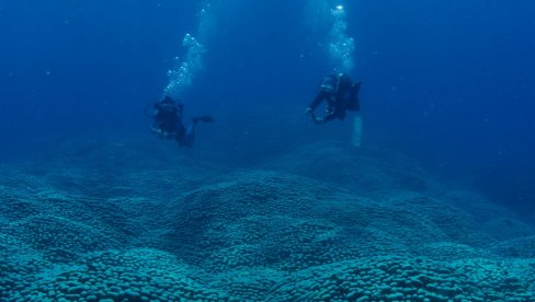 НАЈВЕЋИ НА СВЕТУ! Фасцинантно откриће на дну мора (ФОТО)