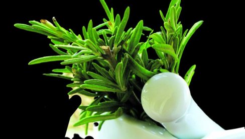 ЛЕКОВИТ ЦЕЛЕ ГОДИНЕ Рузмарин: Снажни борац против стреса, за здраву јетру и лепшу косу