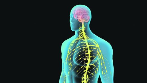 ORGANI U LJUDSKOM TELU NE STARE RAVNOMERNO: Hoće li najnovija studija pomoći u lečenju bolesti