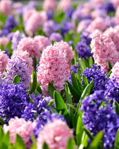 КОЈЕ ЦВЕЋЕ ТРЕБА ДА СЕ ПОСАДИ У МАРТУ? Уживаћете у њему током целог пролећа