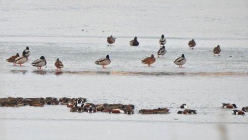 НАЈБРОЈНИЈЕ ГЛУВАРА, И ОБИЧНИ ГАЛЕБ: ДЗППС објавило резултате  зимског пописа птица водених станишта у Србији