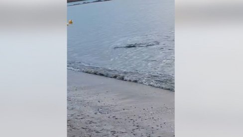 NESVAKIDAŠNJI PRIZOR U GRČKOJ: Ajkula u plićaku, meštani uznemireni (VIDEO)