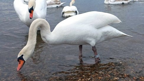 ПРСТЕНОВАНО ОСАМ ЛАБУДОВА: Зимски станари Градског језера у Вршцу обележени пре одласка