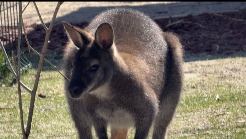 КЕНГУР ДРАГАН СТИГАО У СЕЛО: Прихватилиште за животиње у Каменици, крај Ниша, има нове становнике
