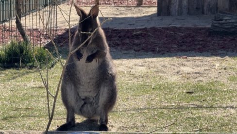 NIJE ZAO NITI OPASAN, ALI JE VEOMA UPLAŠEN: Kengur u teksas peleni pobegao iz zoološkog vrta u Viskonsinu, u toku potraga (FOTO)