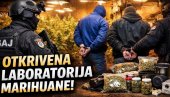 ФИЛМСКА АКЦИЈА У СУБОТИЦИ: Упад САЈ-а у лабораторију марихуане (ВИДЕО)
