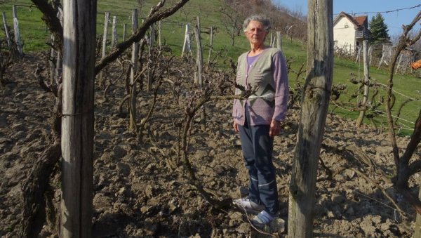 ЉИЉАНА НА ЈЕЛИЦИ  ГАЈИ СТАРЕ  СОРТЕ ГРОЖЂА: Васпитачица у пензији готово пола века посвећена виноградима (ФОТО)