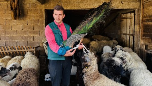 SELO DRAŽE OD PARIZA: Anđelo Petković (27) izabrao da sačuva ognjište i imanje svojih predaka na obroncima Suve planine (FOTO)