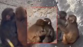 MAJMUN PANČ JE NAŠAO DEVOJKU: Snimljen kako se grli i ljubi sa majmunicom - mnogi kažu da liči na plišanu igračku koju je nosio