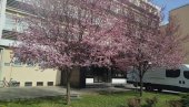 JAPANSKA TREŠNJA ILI UKRASNA ŠLJIVA?  U Paraćinu opet dilema zbog dva procvetala stabla (FOTO)