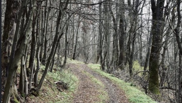 УКЛАЊАЊЕ ГРАНА И КРОШЊИ: Позив за чишћење шуме Степин луг