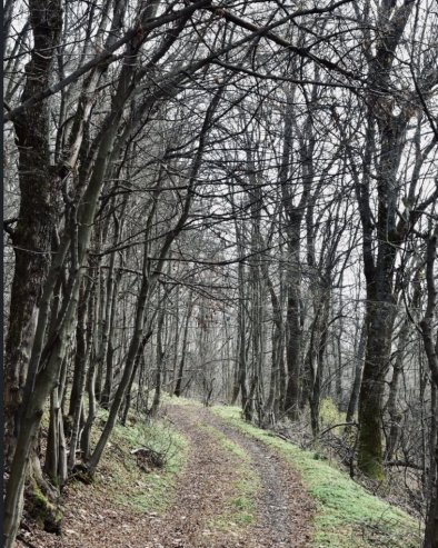 УКЛАЊАЊЕ ГРАНА И КРОШЊИ: Позив за чишћење шуме Степин луг