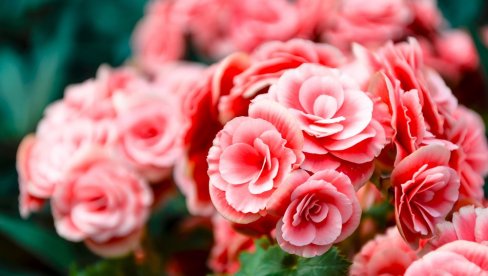 ТРИК ЗА ОДРЖАВАЊЕ РУЖА: Ево зашто је веома битно да уклоните суве цветове