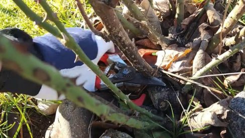 PROLEĆNO OREZIVANJE RUŽA: Zlatna pravila za bujno cvetanje