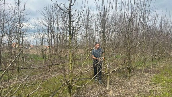 СТРЕПЕ ОД АПРИЛСКОГ МРАЗА: Воћари из Чачка и околине добро памте две лоше године и погледе упиру у небо