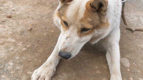 Pronađen najstariji poznati pas na svetu - star 15.800 godina