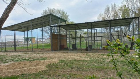 МИР, ЗА ЛАКШИ ОПОРАВАК: Привремено прихватилиште за животиње у Вршцу премештено из Градског парка у Мали рит