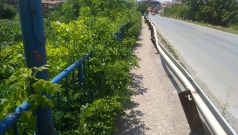 UKLANJANJE AMBROZIJE: Procenjena vrednost radova 13,6 miliona dinara