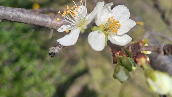 ШЉИВА УЛАЗИ У ФАЗУ ЦВЕТАЊА: Ево који ризик доноси најављена обилна киша