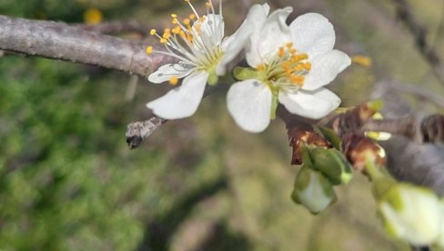 ŠLJIVA ULAZI U FAZU CVETANJA: Evo koji rizik donosi najavljena obilna kiša