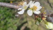 ŠLJIVA ULAZI U FAZU CVETANJA: Evo koji rizik donosi najavljena obilna kiša