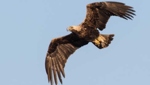 ДА САМ ПТИЦА У БАНАТУ:  Литерарни конкурс КУД Мраморак и Друштва за заштиту и пручавање птица Србије