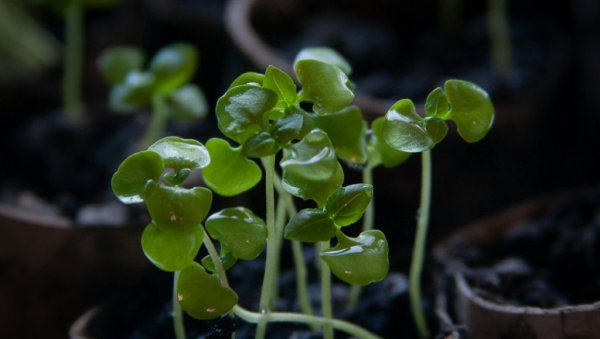 АПРИЛ ЈЕ ПРАВО ВРЕМЕ ДА НАБАВИТЕ ОВУ БИЉКУ: Сада јаче него икад привлачи новац и љубав