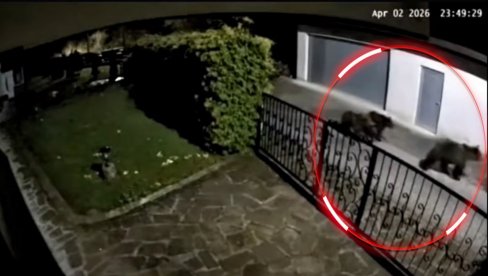 КАТАСТРОФА: Медведи упали у село Мехурићи, видели на камерама ШТА су урадили (ВИДЕО)