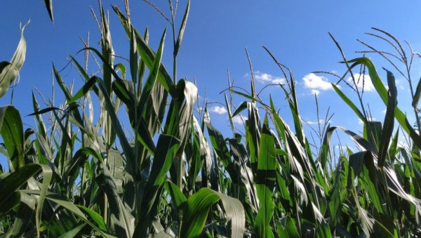 КОРОВИ У КУКУРУЗУ: Најопасније врсте и како их сузбити?