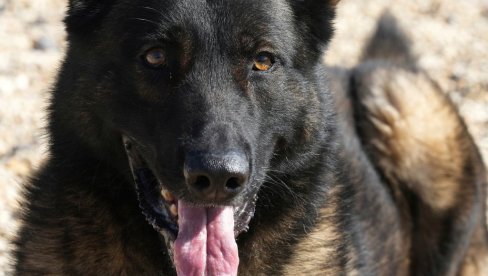 ЈОШ ЈЕДАН НАПАД ПСА: Изуједао девојчицу (5) по глави и лицу, власник ухапшен