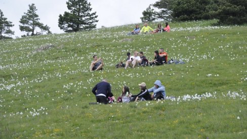 Царство нарциса и полудивљих коња: Планина Столови повише Краљева идеална дестинција за љубитеље нетакнуте природе (ФОТО)