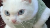 ВИДИТЕ ШТА ЈЕ УРАДИЛА: Снимак љуте плавооке мачке освојио интернет (ВИДЕО)