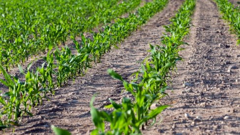 ПОЛАКО СА СЕТВОМ КУКУРУЗА: Прво припрема земљишта, избор хибрида и густина сетве