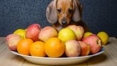 Koje vrste voća psi smeju da jedu? Biće im ukusna i nutritivna poslastica